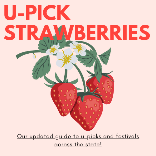 Upick Strawberry Farms in FL
