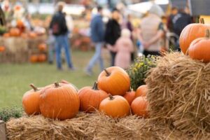 harvest festial weekends at flamingo gardens 