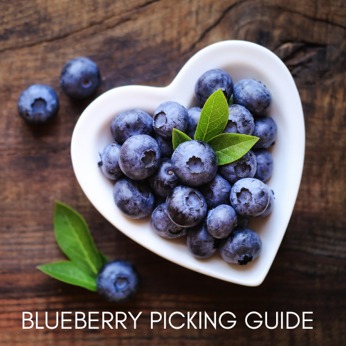 Blueberry farms in florida u-pick