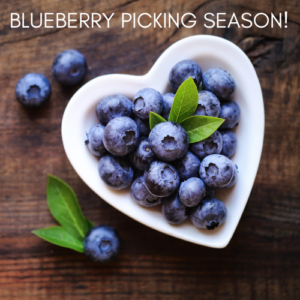 https://www.munchkinfun.com/blog/visit-these-u-pick-blueberry-farms-in-florida