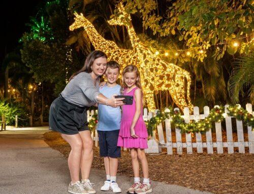 Palm Beach Zoo Lights Giveaway