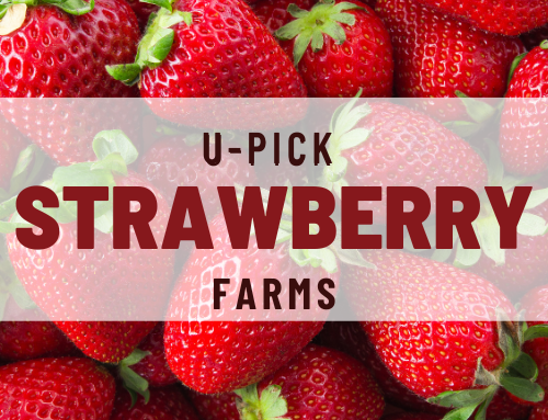 Visit These U-Pick Strawberry Farms in Florida